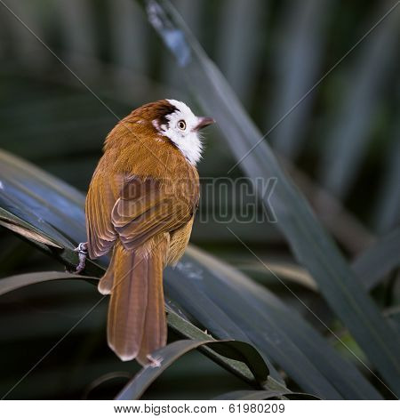 Lonely Bird