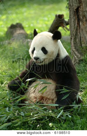 Panda gigante In un campo