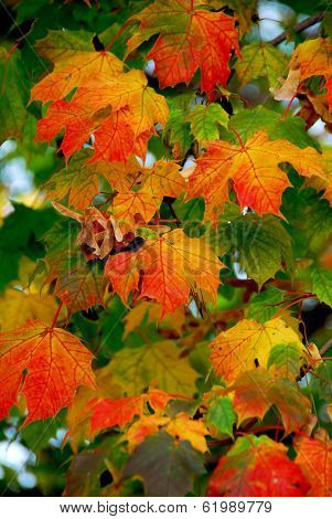 Colorful maple leaves and maple keys in the fall