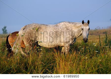 Beautiful white horse with a foal on the background field