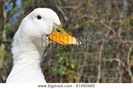 Aylesbury Duck