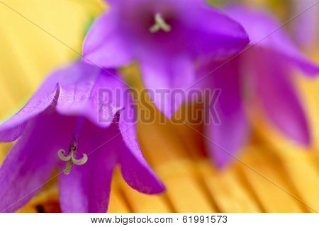 Extreme macro of purple bluebells on yellow background