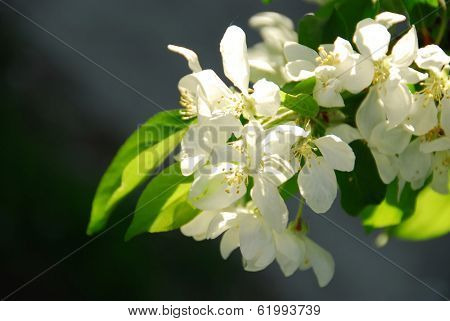 Branch of a blooming apple tree basking in sunlight
