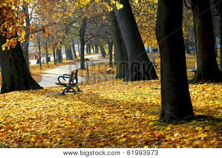 Park with old trees and recreation trail in the fall