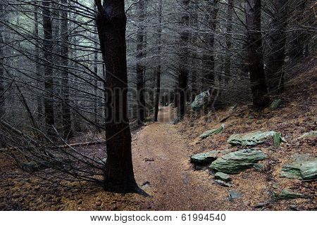 Mysterious forest
