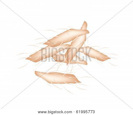 Fresh Cassava Root On A White Background