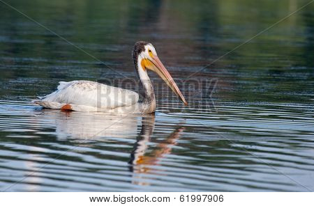 White Pelican (pelecanus Erythrorhynchos)