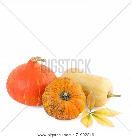 Pumpkin Autumn Concept with free space for your text