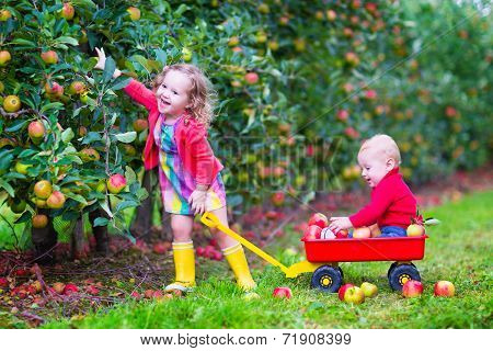 Kids Playing In An Apple Garden