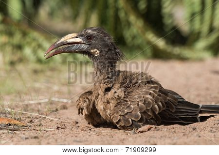 A Female African Grey Hornbill (tockus Nasutus) Looking Up From A Dust Bath