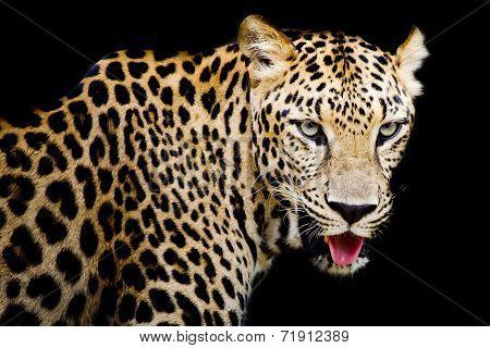 Close Up Portrait Of Leopard With Intense Eyes