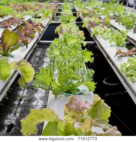 Organic Hydroponic Vegetable Cultivation Farm - Close Up.