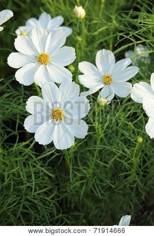 Cosmos Flowers