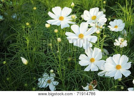 Cosmos Flowers