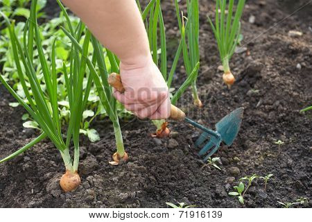 The Man In A Garden