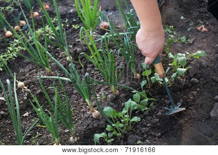 The Man In A Garden