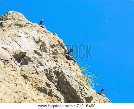 Ocean Seagulls On A Rock