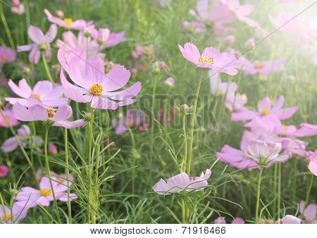Cosmos Flowers