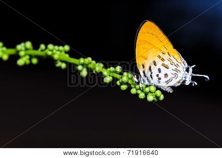 Common Posy Butterfly Is Sucking Food