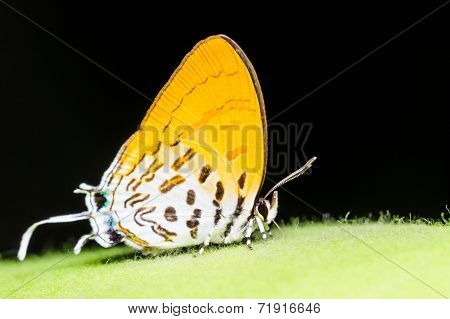 Common Posy Butterfly