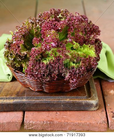 fresh organic purple lettuce (Lollo Rosso)