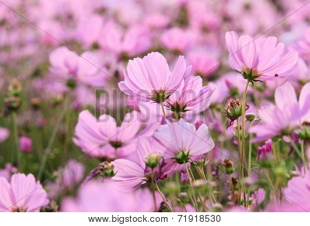 Pink Cosmos Flowers