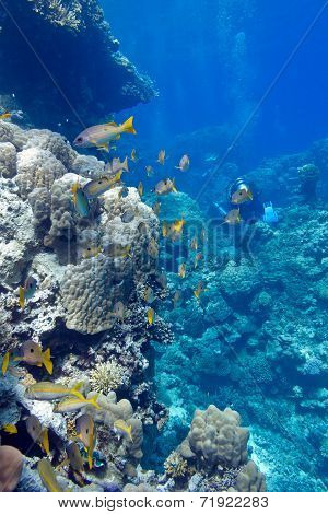 coral reef with porites corals and goatfishes at the bottom of tropical sea on blue water background