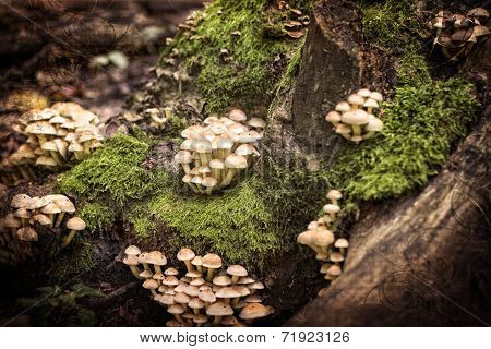 Small mushrooms