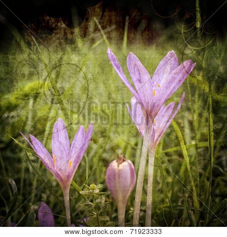Autumn crocus flowers in a forest
