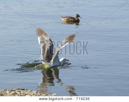 Aqualanding