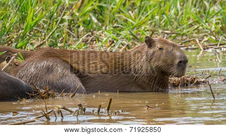 Capybara. Hydrochoerus hydrochaeris