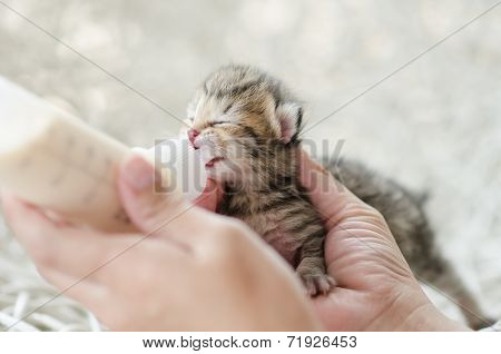 Feeding little tabby cat with milk replacer