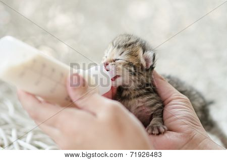 Feeding little tabby cat with milk replacer