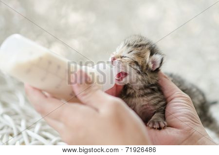 Feeding little tabby cat with milk replacer