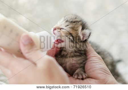 Feeding little tabby cat with milk replacer