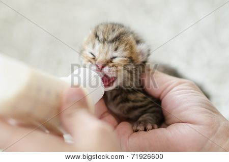 Feeding little tabby cat with milk replacer