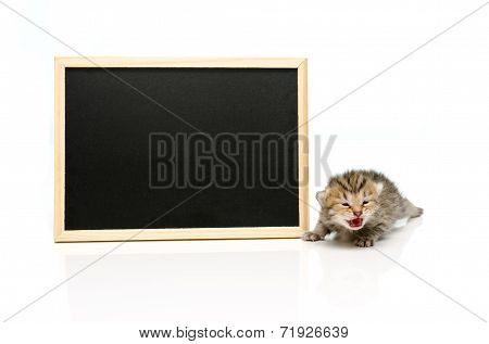 Little tabby kitten with black board on white background