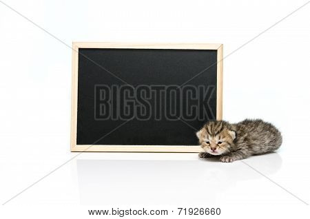 Little tabby kitten with black board on white background