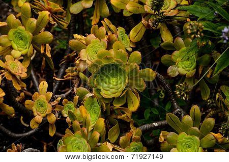 Green Succulent Flower