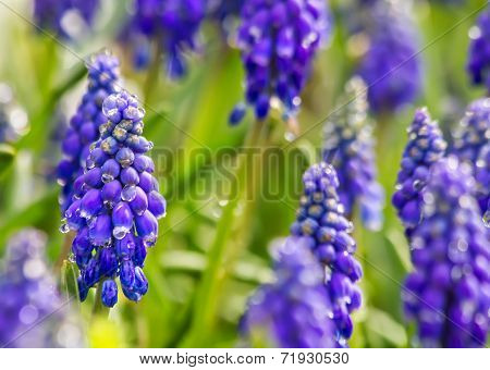 Purple Muscari Armeniacum Closeup