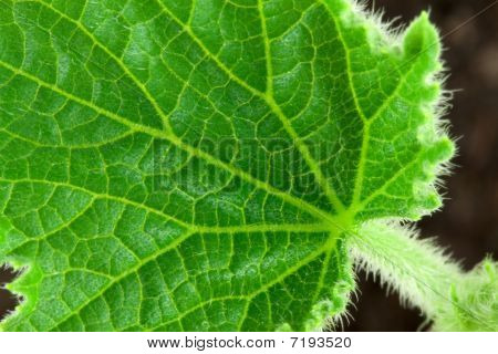 Salatalık, küçük Leafe