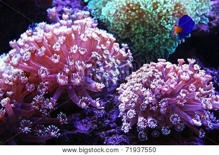 Aquarium Life
