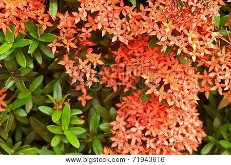 Ixora Flower
