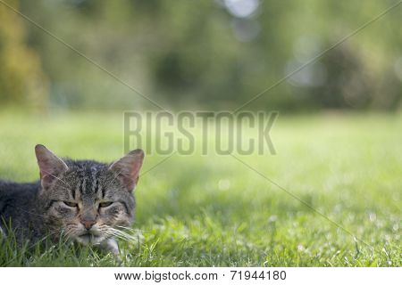 Sleepy cat
