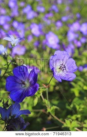 Flower Garden Mainau Island In Germany