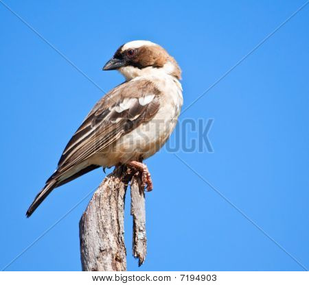 Bílá obočím Sparrow Weaver