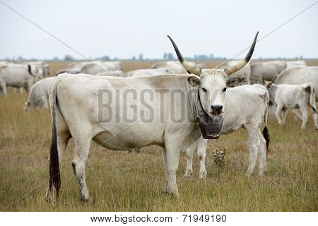 Hungarian Grey Cattle