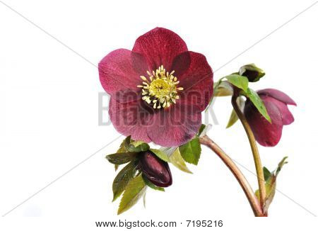 Helleborus  â€˜red Ladyâ€™ Isolated On White