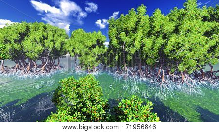 Red mangove shore in tropical paradise