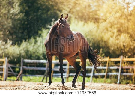 horse in the paddock, Outdoors